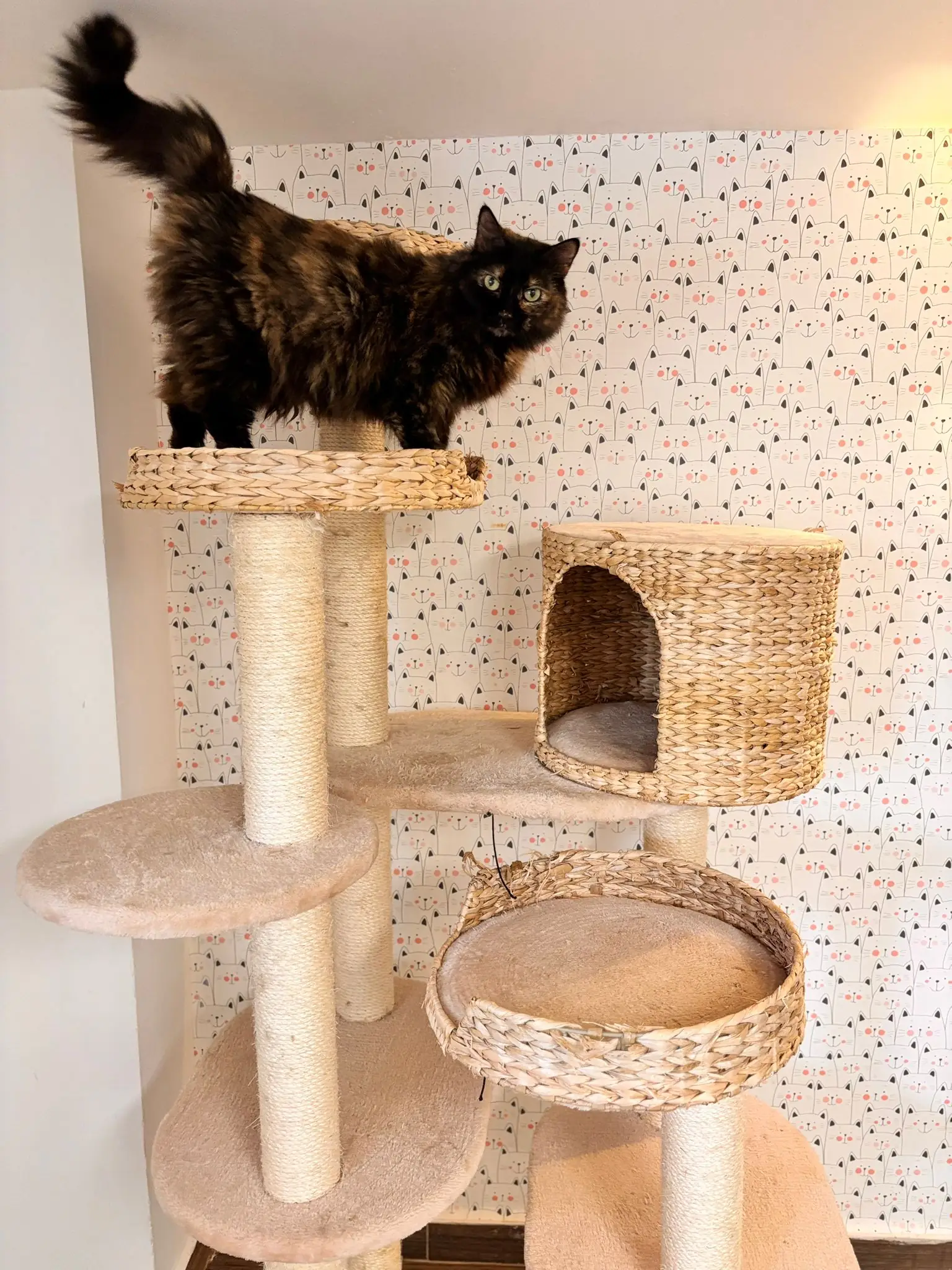 Gato en rascador